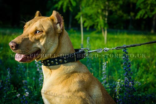 Wide Collar for Pitbull