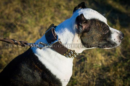 Spiked Collars for Pitbulls