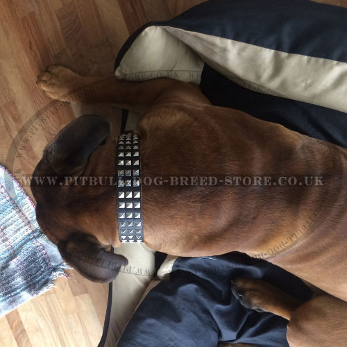 Leather Studded Dog Collars