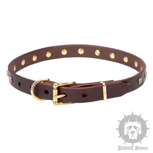 Pitbull Collars