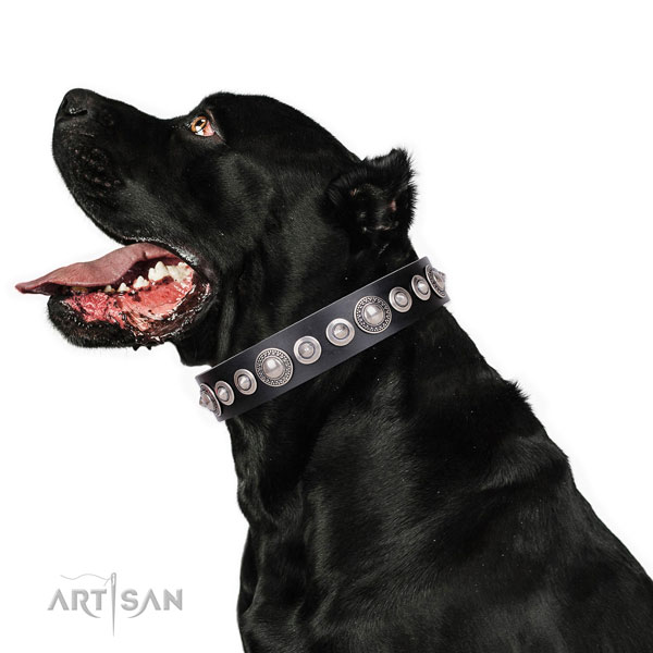 Luxury Pet Collar