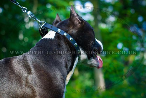 Amstaff Collar