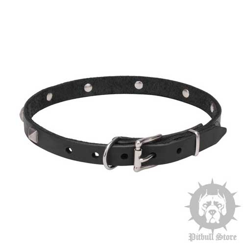 Narrow Dog Collar