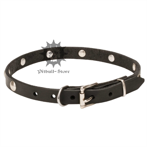 Narrow Dog Collar