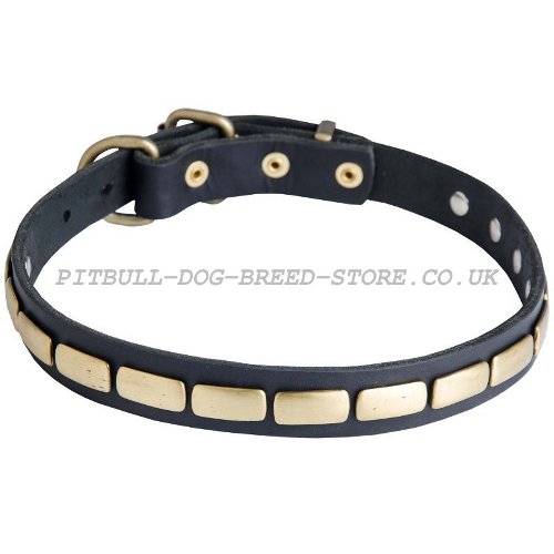 Narrow Dog Collar UK