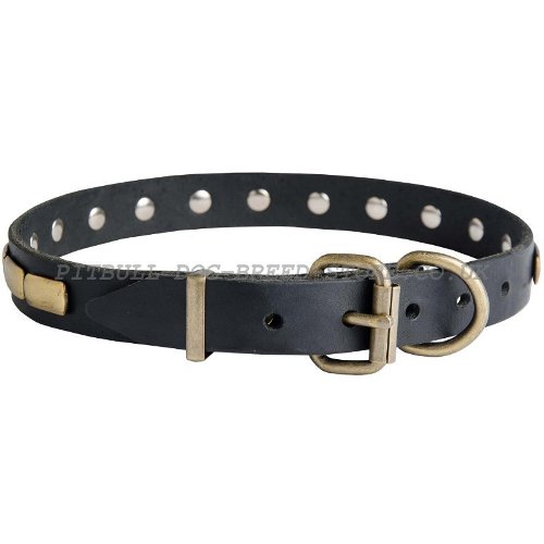 Narrow Width Dog Collar