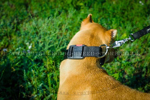 Nylon Dog Collar