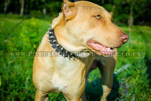 Nylon Dog Collar