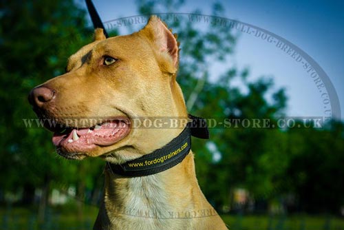 Best Pitbull Dog Collar