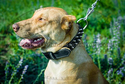 Pitbull in Padded Dog Collar Padded Dog Collar