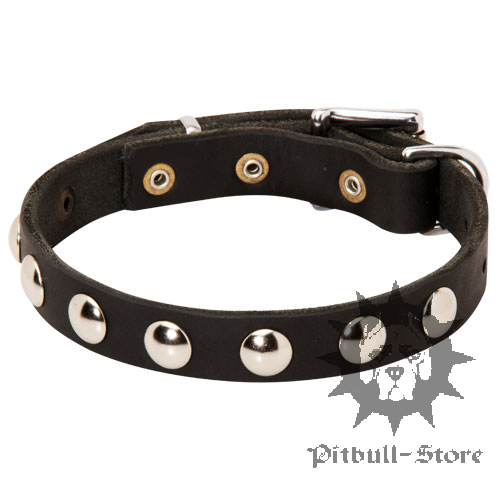 Amstaff Collar