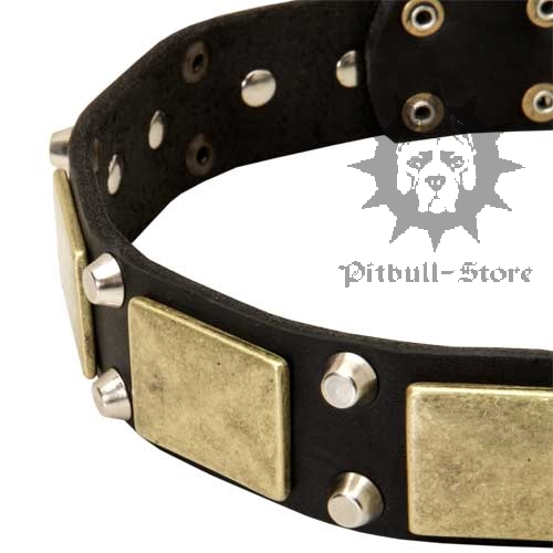 Custom Dog Collar