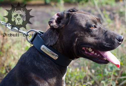 Dog Collar with Nameplate UK