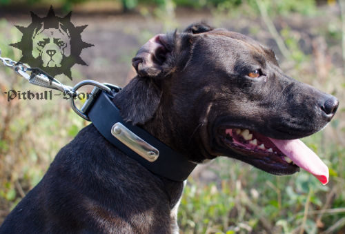 Pitbull Collar with Name