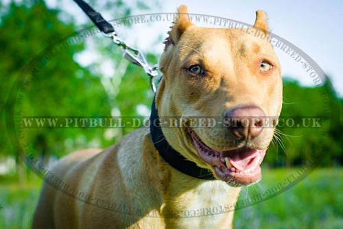 Pitbull Canine Teeth