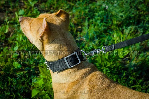 Pitbull Collar