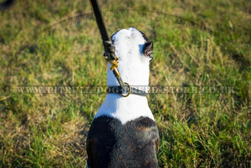 Pitbull Collar