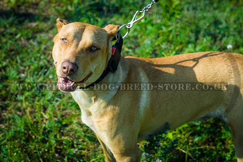 Pitbull Collar