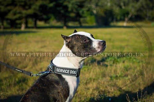 Pitbull Collar 