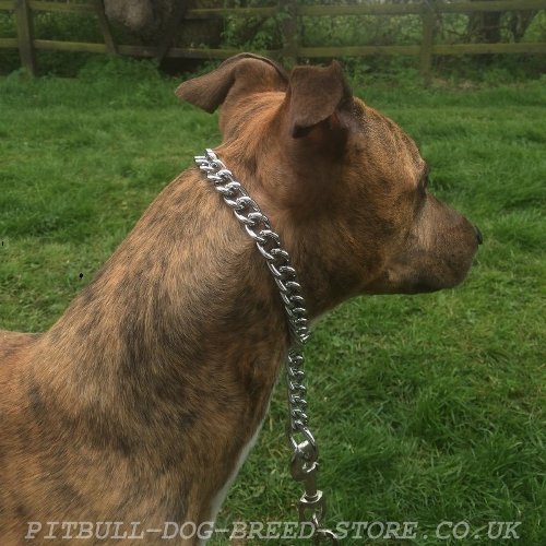 Choke Collar Pitbull Training