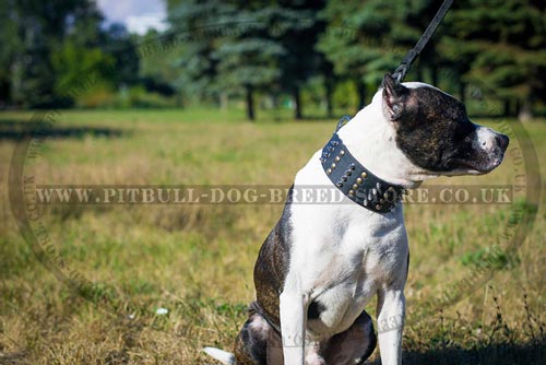Pitbull Dog Collar