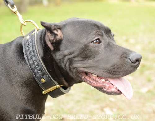 Pitbull Dog Collar UK