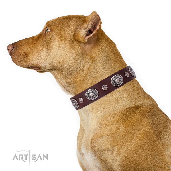 Pitbull Dog Collars