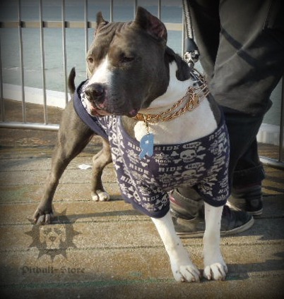 Pinch Dog Collar on Pitbull