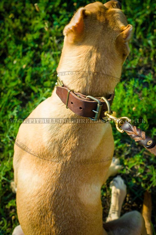 Leather Dog Collar