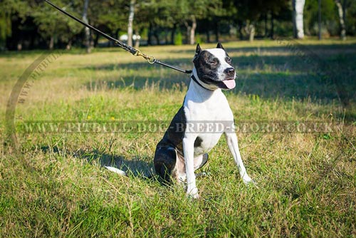 Round Leather Dog Collar