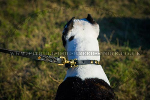 Puppy Collar UK