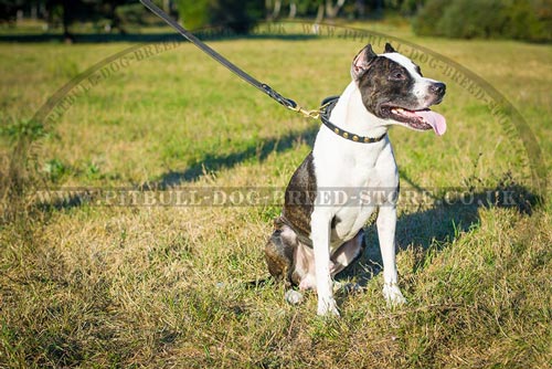 Puppy Leather Collar