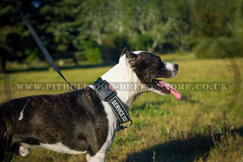 Quick Release Dog Collar