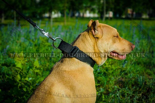 Quick Release Dog Collar