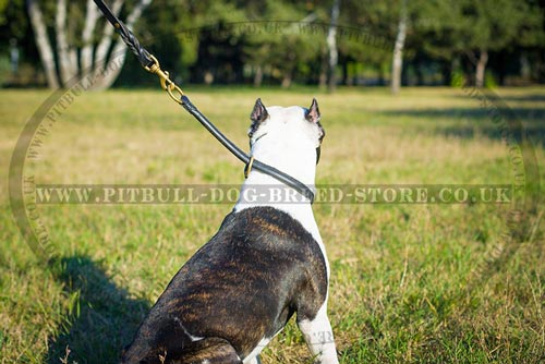 Rolled Leather Dog Collar