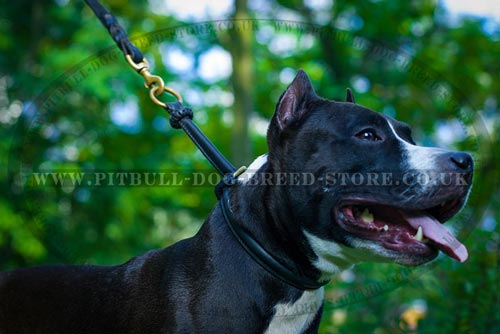 Round Leather Dog Collar