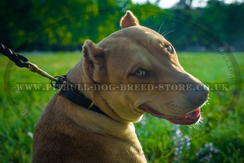 Shiny Dog Collar