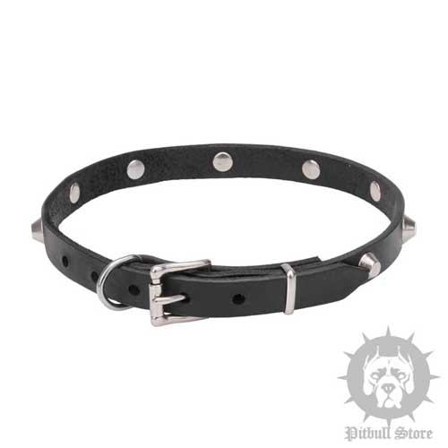 Shiny Dog Collar