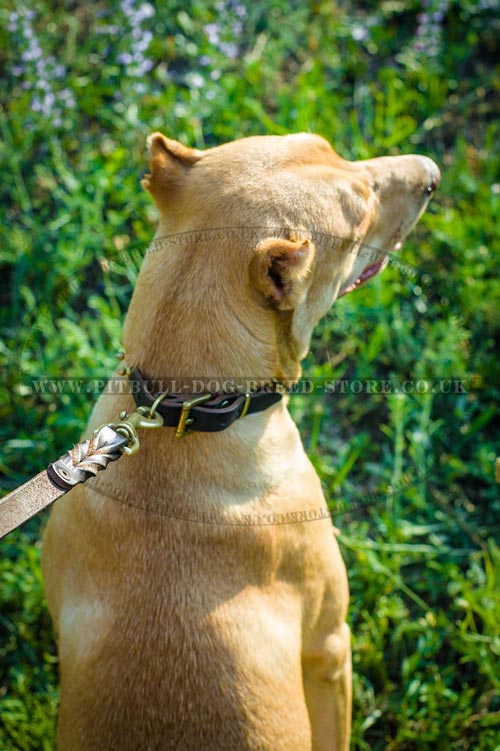 Shiny Dog Collar