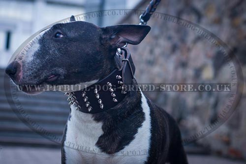 Bull Terrier Collar