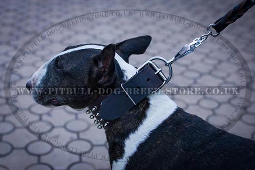 Spiked Dog Collar