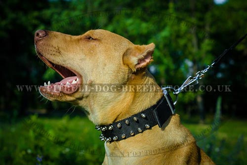 Spiked Dog Collar