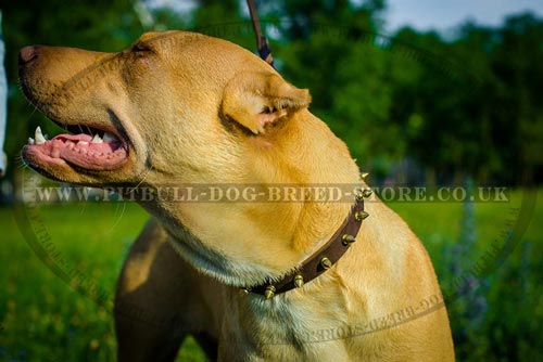 Healthy Pitbull Teeth