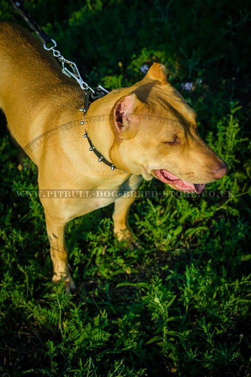 Spiked Dog Collar