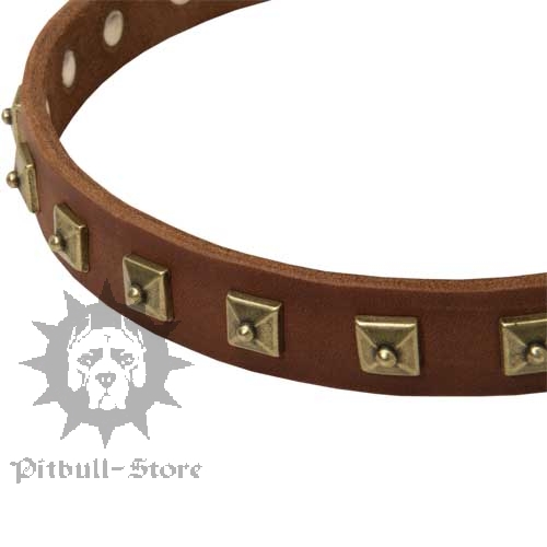 Studded Dog Collar