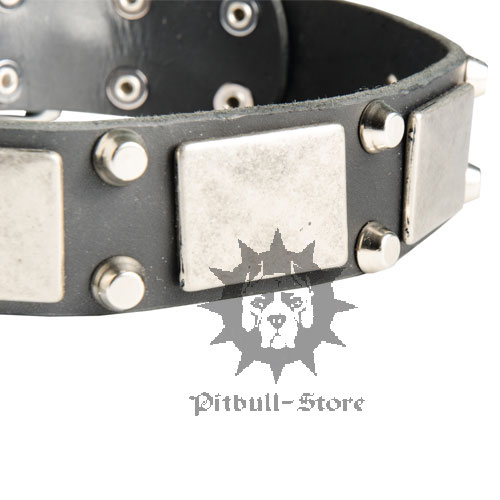 Staffy Dog Collar