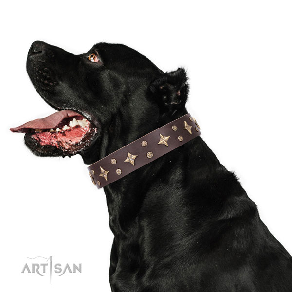 Star Dog Collar