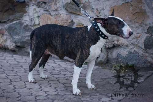 Bull Terrier Collar