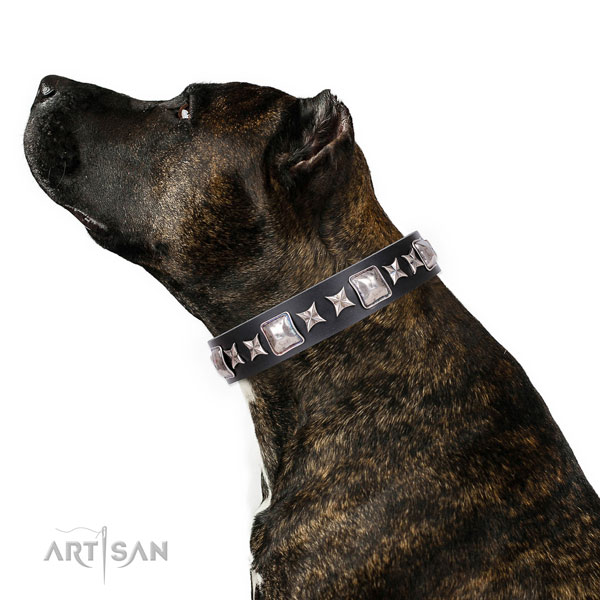 Studded Collar for Dogs