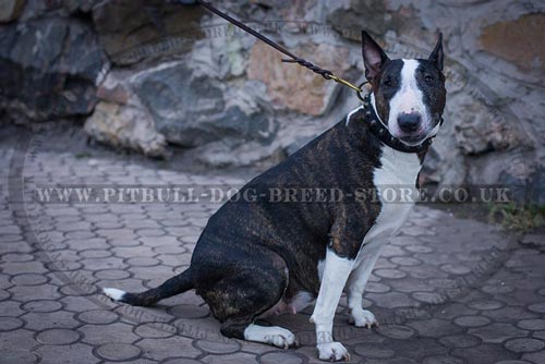 Studded Dog
Collar